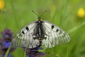 Lepidopterae: 80179178 Clouded Apollo Butterfly - on bugle Bulgaria
