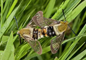 Lepidopterae: 80179179 Narrow-bordered Bee Hawkmoth mating pair