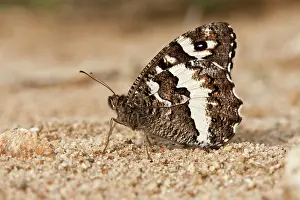 Lepidopterae: 80179182 Great Banded Grayling - perched on sand