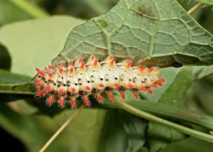Aristolochia: 80179184 Southern Festoon - larva on Aristolochia