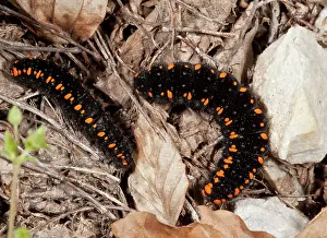 Lepidopterae: 80179185 Apollo Butterfly - Caterpillars / larvae