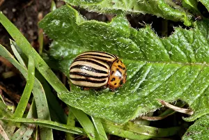 Potatoes: 80179187 Colorado Beetle - notorious pest of potatoes
