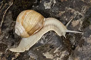 Helix: 80179188 Roman Snail / Edible Snail Helix pomatia