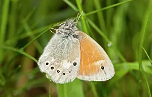 Lepidopterae: 80179190 Eastern Large Heath Butterfly Rhodope Mountains