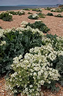 Gravel: 80179191 Sea Kale on Cogden Beach - part of Chesil