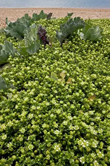 Gravel: 80179192 Sea Sandwort - in flower on Cogden Beach