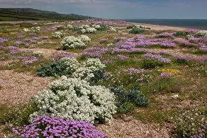 Gravel: 80179193 Sea Kale - with spectacular spring coastal