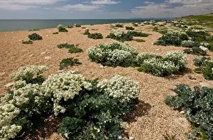 Gravel: 80179194 Sea Kale - with spectacular spring coastal