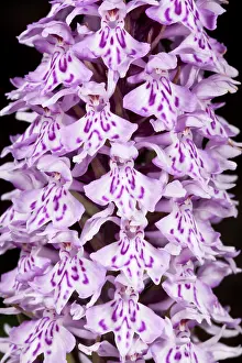 Micro: 80179198 Common Spotted Orchid - flower spike Chalk