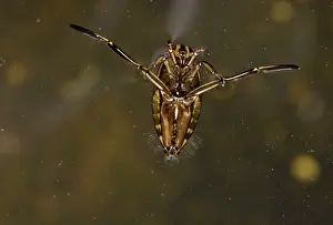 Upside: 80179200 Common Backswimmer - swimming upside-down