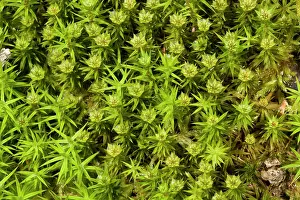 Bryophytes: 80179201 Hair Moss - male plants at reproductive