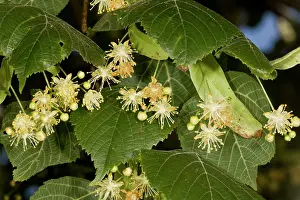 Rich: 80179202 Large-leaved Lime - in flower - rich nectar
