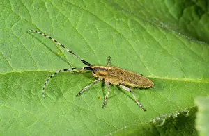 Coleopteran: 80179203 Longhorn Beetle - associated with thistles