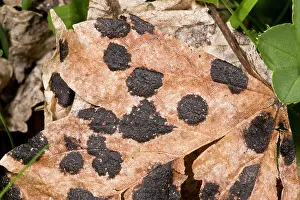 Fungi: 80179205 Tar Spot Fungus - on Sycamore leaf Rhytisma