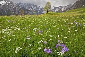 Pyrenees: 80179206 Flowery Hay Meadow - on the with Horned