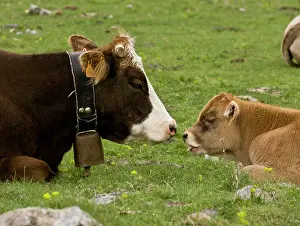 Pyrenees: 80179208 Cattle - cattle grazing in the high glaciated