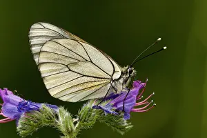 Lepidopterae: 80179209 Black-veined White Butterfly - on Viper's