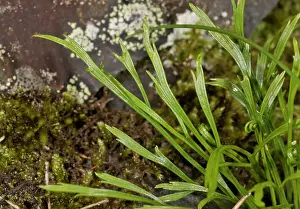 Acid: 80179214 Forked Spleenwort - uncommon fern of acid