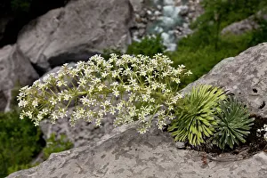 Saxifrage: 80179215 Pyrenean Saxifrage - on limestone cliffs