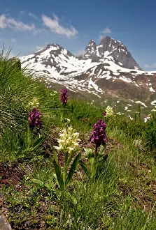 Pyrenees: 80179217 Elder-flowered Orchids - Col du Pourtalet