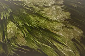 Waving: 80179221 River Water Crowfoot - swirling in the