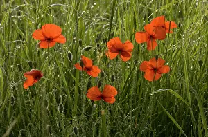 Weed: 80179222 Common Poppy - on a misty dewy early morning