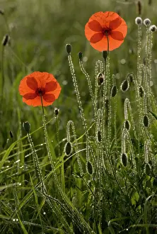 Weed: 80179223 Common Poppy - on a misty dewy early morning
