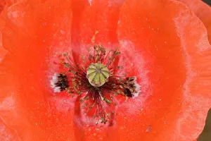 Weed: 80179224 Common Poppy - stamens, stigmas and carpels