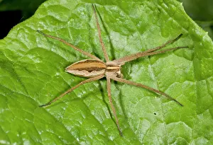 Nursery: 80179225 Nursery Web Spider - on leaf Pisaura mirabilis