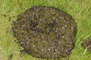 Dung: 80179229 Flies - mainly Flesh-fly, Noon and Dung-flies