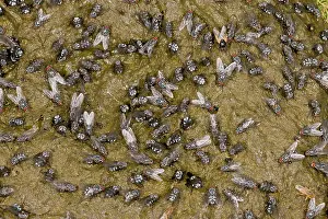 Dung: 80179230 Flies - mainly Flesh-fly, Noon and Dung-flies