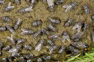 Dung: 80179231 Flies - mainly Flesh-fly, Noon and Dung-flies