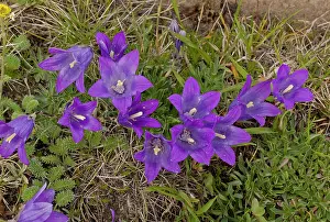 Bellflower: 80179232 Dwarf Alpine Bellflower - at 2700m Ovit