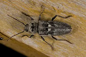 Timber: 80179235 Old-house Borer / House Longhorn Beetle