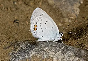 Lepidopterae: 80179236 Short-tailed Blue - drinking at muddy pool