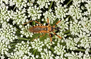 Bugs: 80179237 Assassin Bug - hunting on Umbellifer flowers