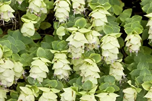 Origanum: 80179238 Wild Marjoram eastern Turkey Origanum