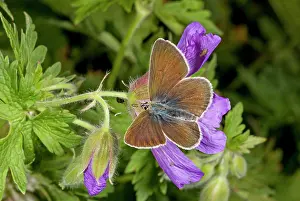 Argus: 80179239 Geranium Argus Butterfly - on Caucasian