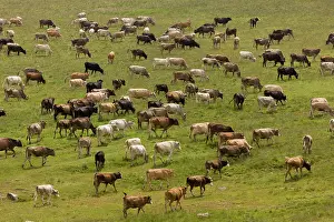 Cowherd: 80179240 Cattle - herd in the high pastures on the