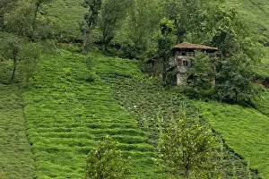 Plantations: 80179241 Tea Plantations - on the steep slopes