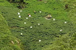 Plantations: 80179242 Tea Plantations - with tea-pickers at work