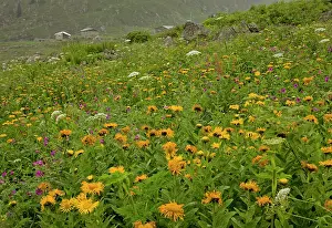 Montane: 80179245 Giant Fleabane - in high damp pastures