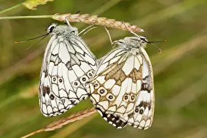 Lepidopterae: 80179250 Marbled White Butterflies - mating pair
