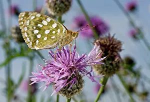 Lepidopterae: 80179253 Dark Green Fritillary Butterfly - feeding
