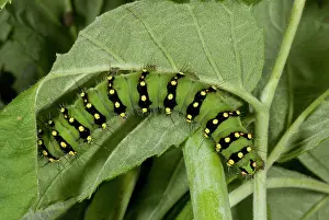 Lepidopterae: 80179254 Emperor Moth - fully grown caterpillar
