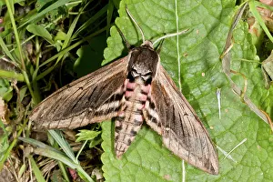 Lepidopterae: 80179258 Privet Hawk-moth - in garden Hants, UK