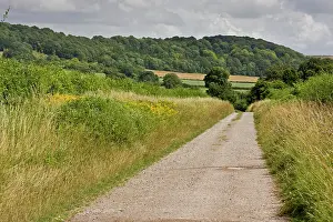 Roadside: 80179260 Quiet Country Lane - with hedges and verges