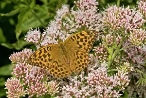 Lepidopterae: 80179261 Silver-washed Fritillary Butterfly - female