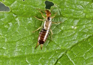 Earwig: 80179264 Common Earwig female Forficula auricularia
