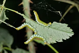 Larvae: 80179265 Large Rose Sawfly - larvae on Rose leaf